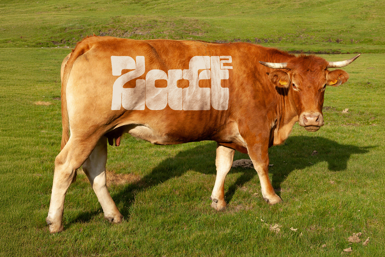 WiseType®, typeface: Zaft² (Thumbnail)